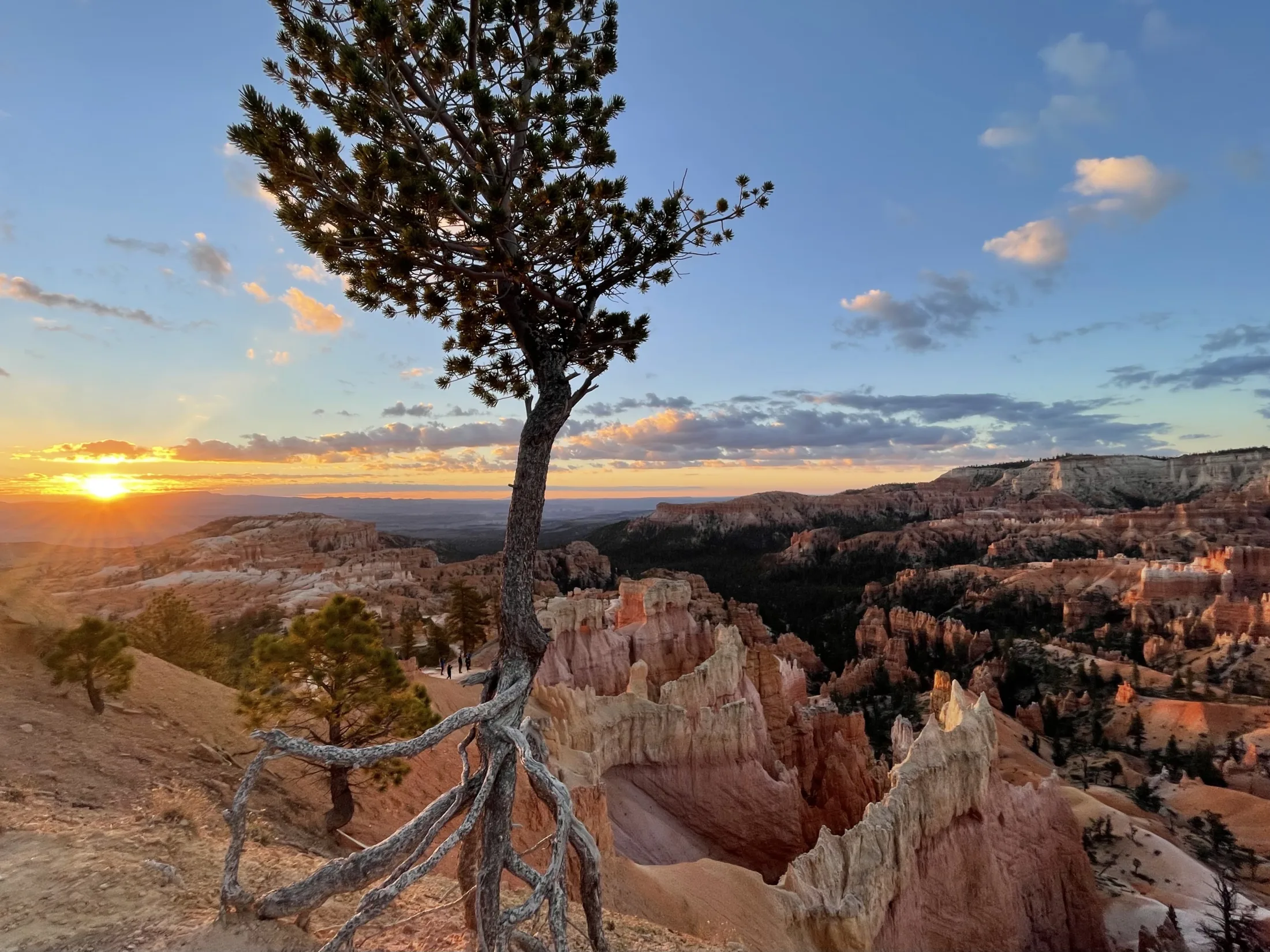 An exposed-root tree beside the layered cliffs at Sunrise Point
